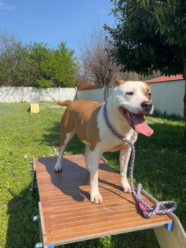 MAYA AMSTAFF Foto 3